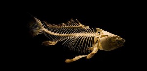 should you use Google Plus